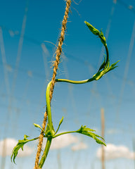 Train hop plants clockwise around the twine