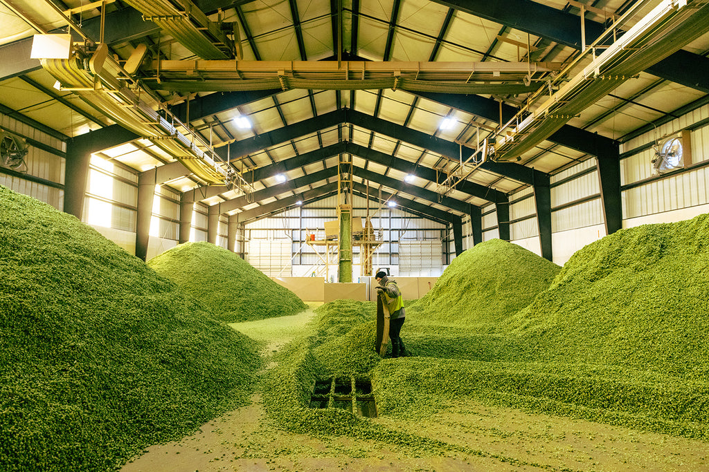 hop harvest cooling room