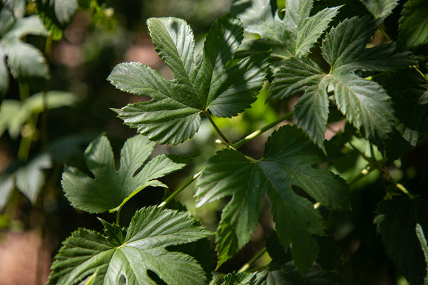 Some healthy El Dorado® leaves!