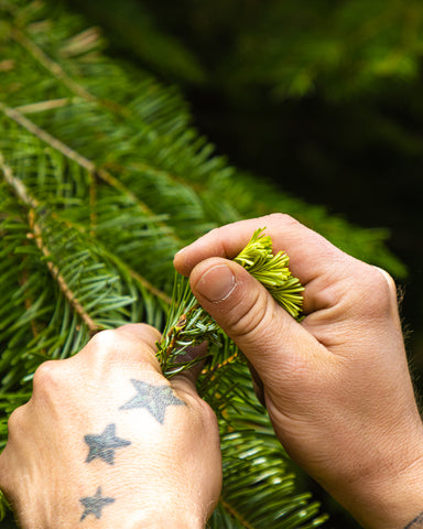 Spruce Tip Beer Yakima Valley Hops Homebrew Recipe