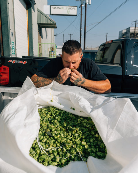 Freshly harvested wet hops