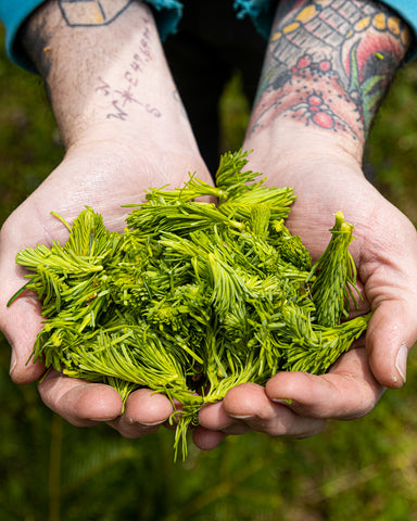 Spruce Tip Homebrew Beer Recipe Yakima Valley Hops