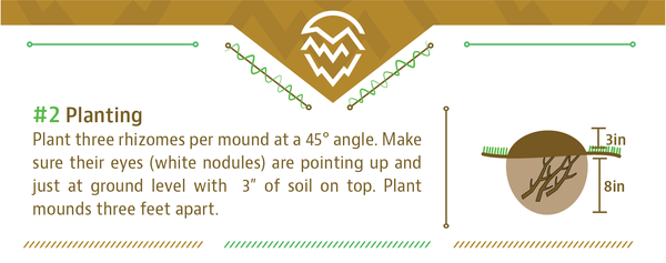 How to plant hop rhizomes